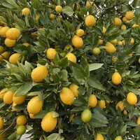 Citrus x floridana (limequat) | 35 cm hoog | in 14 cm pot | mediterrane kuipplant met geurige bloesem