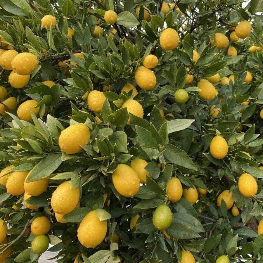 Citrus x floridana (limequat) | 35 cm hoog | in 14 cm pot | mediterrane kuipplant met geurige bloesem