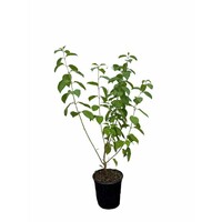 Witte Kornoelje 'Kesselringii' (Cornus alba) | 60 cm hoog | In 17 cm pot | Winterkleur sierheester