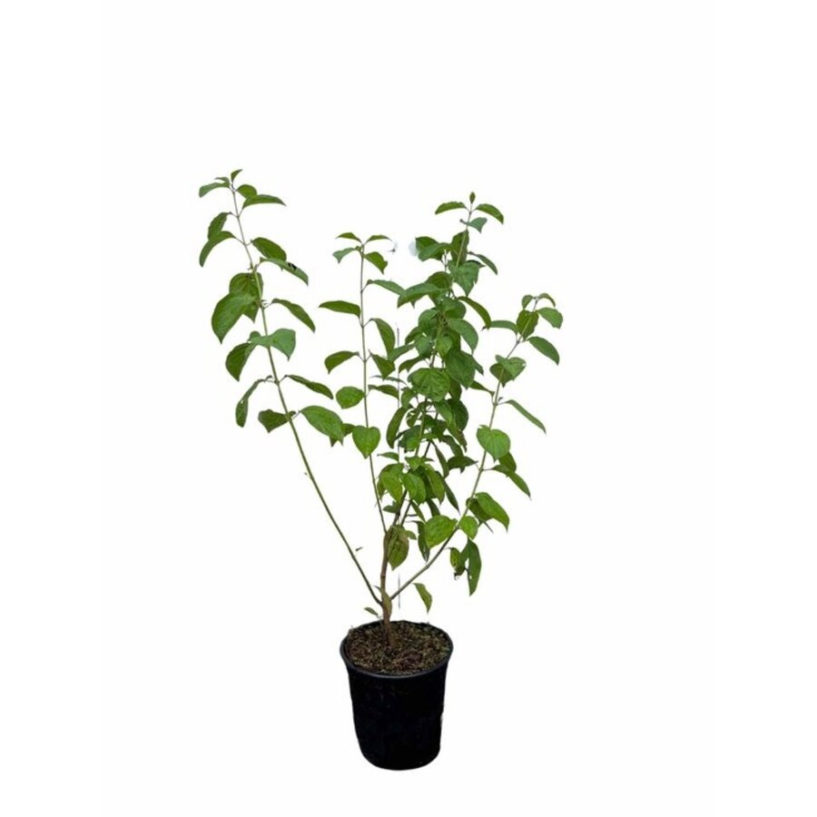 Witte Kornoelje 'Kesselringii' (Cornus alba) | 60 cm hoog | In 17 cm pot | Winterkleur sierheester