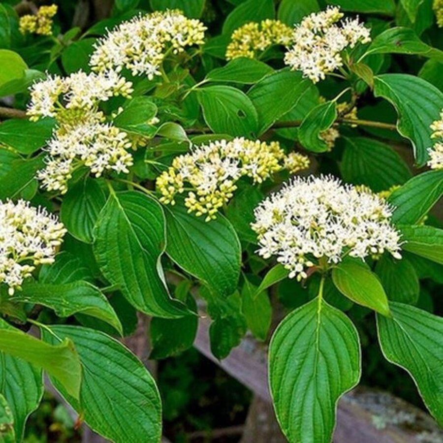 Witte Kornoelje 'Kesselringii' (Cornus alba) | 60 cm hoog | In 17 cm pot | Winterkleur sierheester