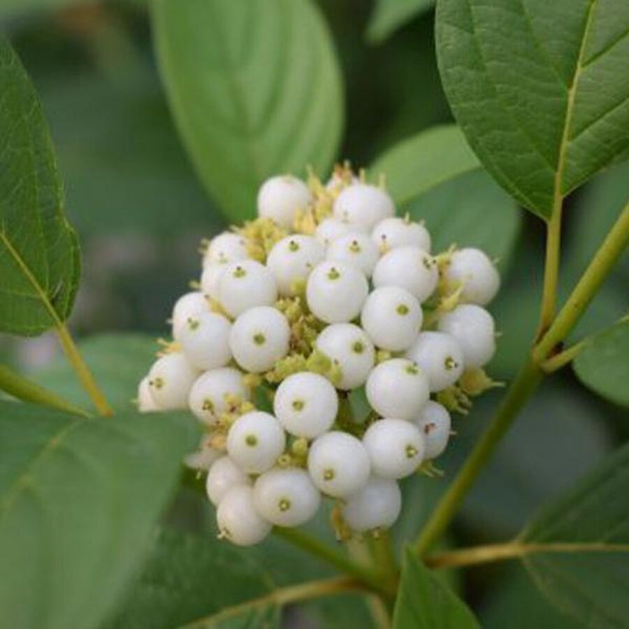Cornus sericea 'Flaviramea' (Canadese kornoelje) | 60 cm hoog | In 17 cm pot | Gele wintertwijgen