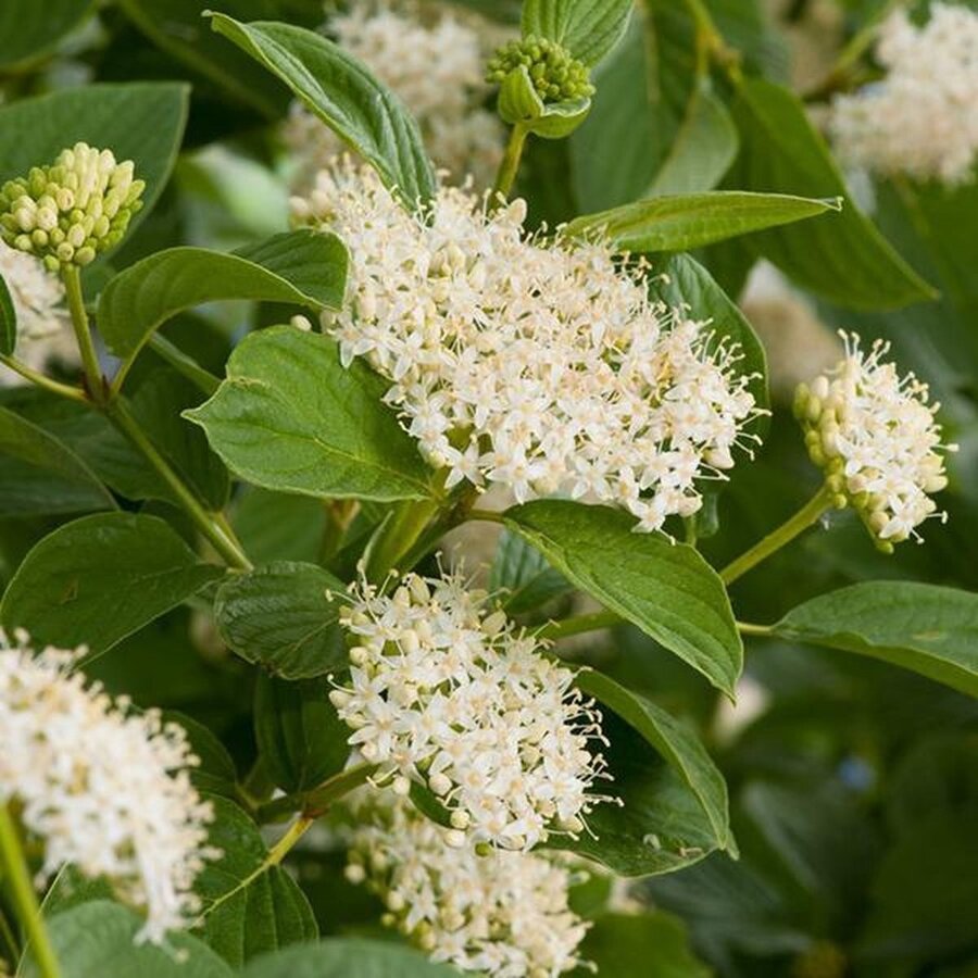 Cornus sericea 'Flaviramea' (Canadese kornoelje) | 60 cm hoog | In 17 cm pot | Gele wintertwijgen