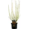 Cornus sericea 'Flaviramea' | Canadese kornoelje | 60 cm hoog | 17 cm pot