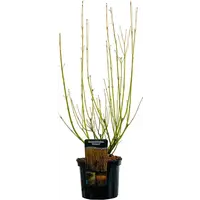 Cornus sericea 'Flaviramea' (Canadese kornoelje) | 60 cm hoog | In 17 cm pot | Gele wintertwijgen