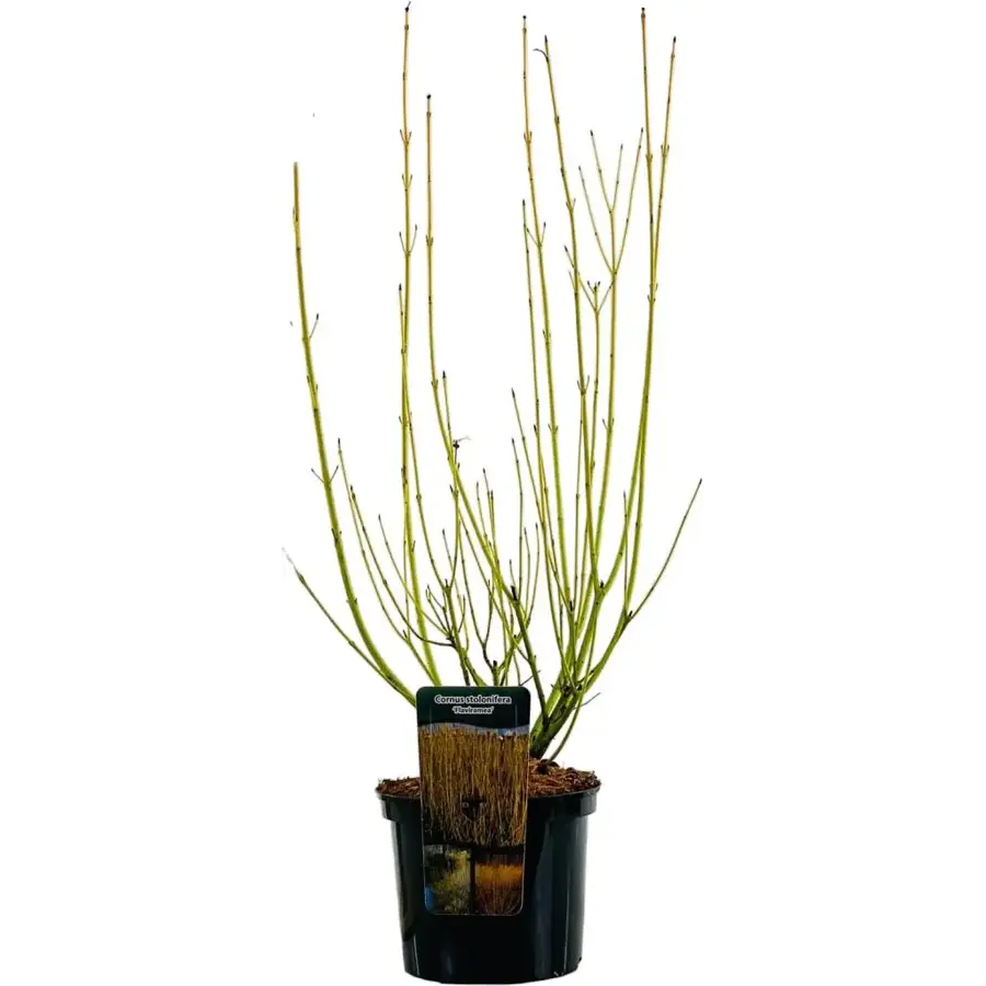 Cornus sericea 'Flaviramea' (Canadese kornoelje) | 60 cm hoog | In 17 cm pot | Gele wintertwijgen
