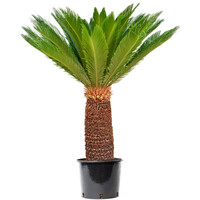 Cycas Revoluta (vredespalm) | 60 cm hoog | In 14 cm pot | Stoere kuipplant voor terras en woonkamer