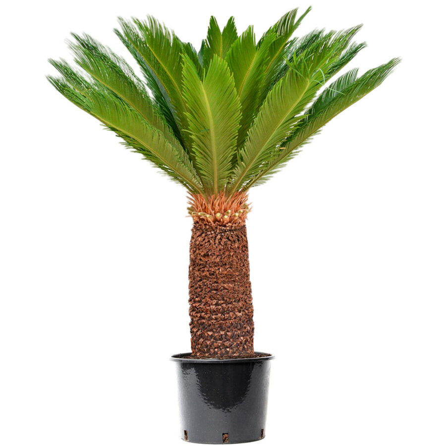 Cycas Revoluta (vredespalm) | 60 cm hoog | In 14 cm pot | Stoere kuipplant voor terras en woonkamer