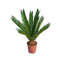 Cycas Revoluta (vredespalm) | 60 cm hoog | In 14 cm pot | Stoere kuipplant voor terras en woonkamer