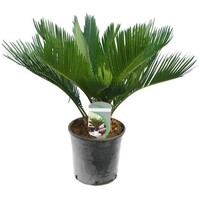 Cycas Revoluta (vredespalm) | 60 cm hoog | In 14 cm pot | Stoere kuipplant voor terras en woonkamer