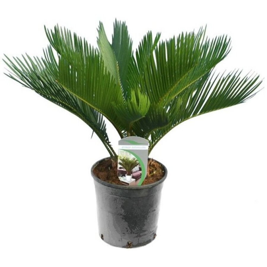 Cycas Revoluta (vredespalm) | 60 cm hoog | In 14 cm pot | Stoere kuipplant voor terras en woonkamer