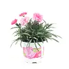 Anjer Dianthus I Love U | 17 cm hoog | 11 cm pot