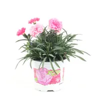 Anjer Dianthus I Love U | geurende bloeier voor tuin, balkon en terras | 17 cm hoog | 11 cm pot