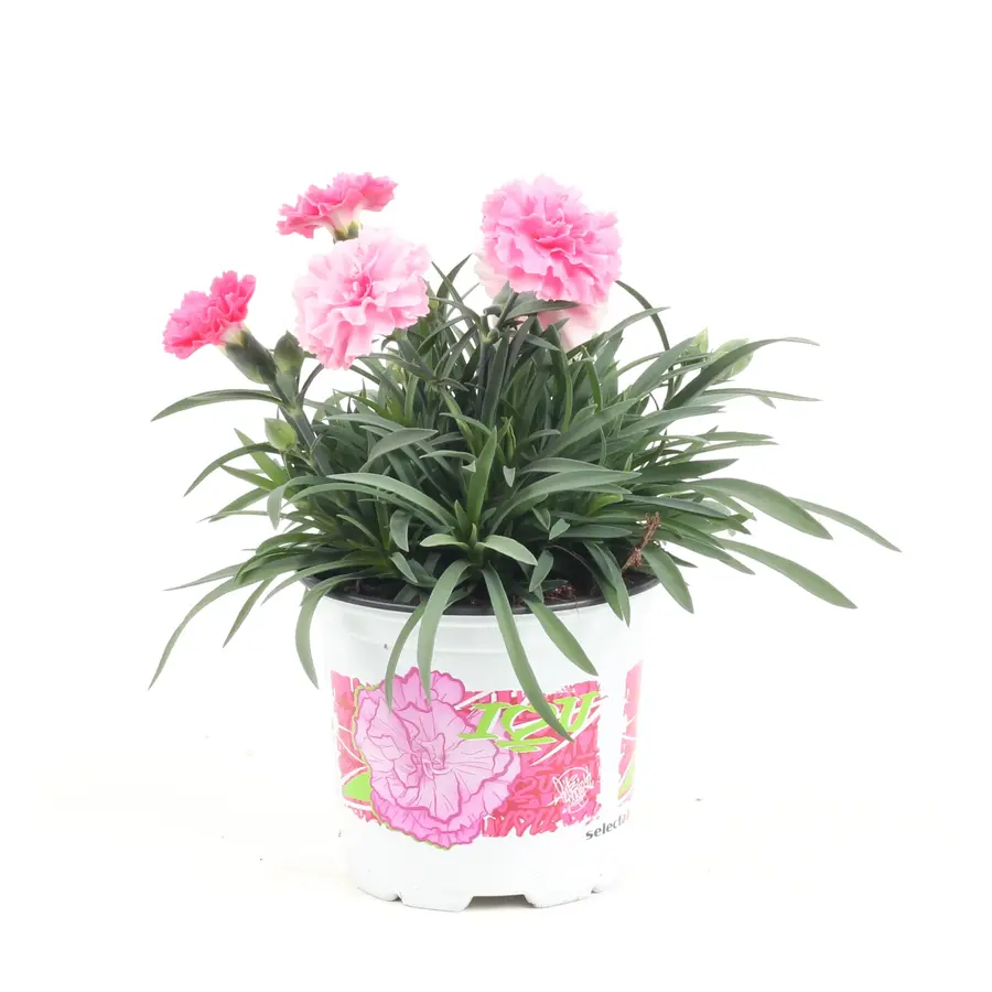 Anjer Dianthus I Love U | geurende bloeier voor tuin, balkon en terras | 17 cm hoog | 11 cm pot