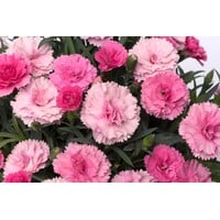 Anjer Dianthus I Love U | geurende bloeier voor tuin, balkon en terras | 17 cm hoog | 11 cm pot