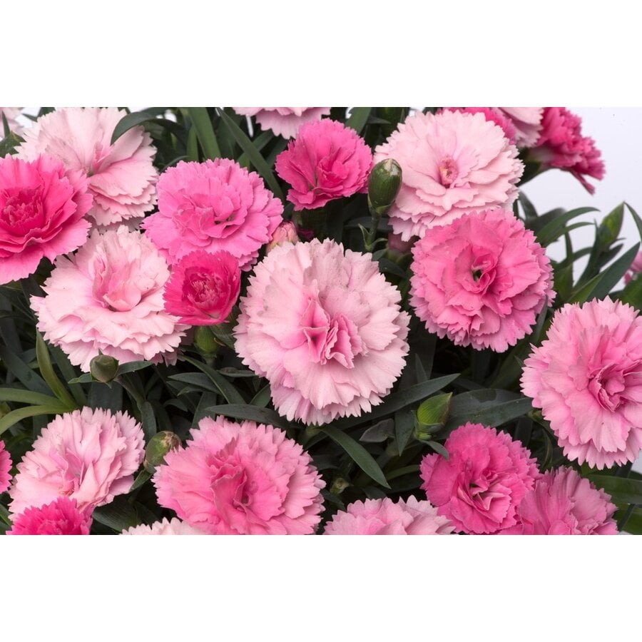 Anjer Dianthus I Love U | geurende bloeier voor tuin, balkon en terras | 17 cm hoog | 11 cm pot