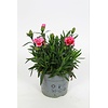 Anjer Dianthus Oscar Pink Star | 20 cm hoog | 10 cm pot