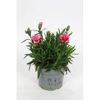 Dianthus Oscar Pink Star (anjer) | Roze bloeier voor tuin, balkon en terras | 20 cm hoog | 10 cm pot