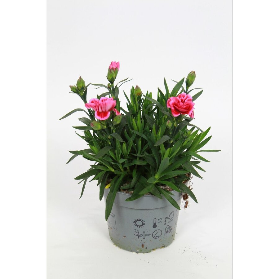 Dianthus Oscar Pink Star (anjer) | Roze bloeier voor tuin, balkon en terras | 20 cm hoog | 10 cm pot