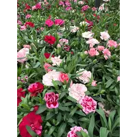 Anjer (Dianthus Oscar) | gemengde kleuren | 25 cm hoog | in 12 cm pot | verkoop per stuk