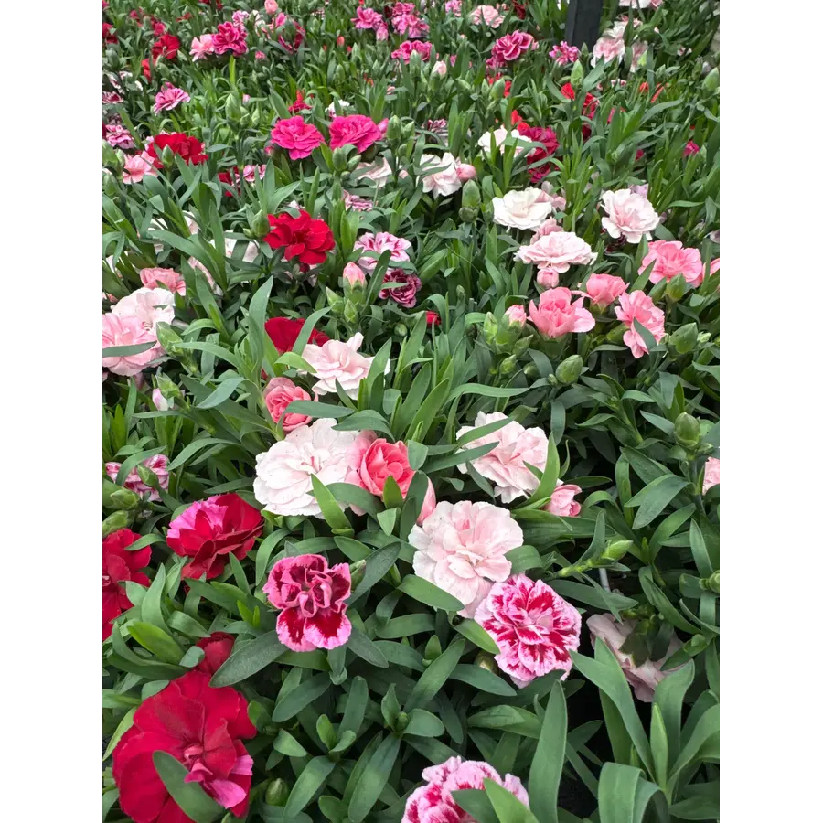 Anjer (Dianthus Oscar) | gemengde kleuren | 25 cm hoog | in 12 cm pot | verkoop per stuk