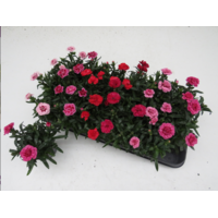 Anjer (Dianthus Oscar) | gemengde kleuren | 25 cm hoog | in 12 cm pot | verkoop per stuk