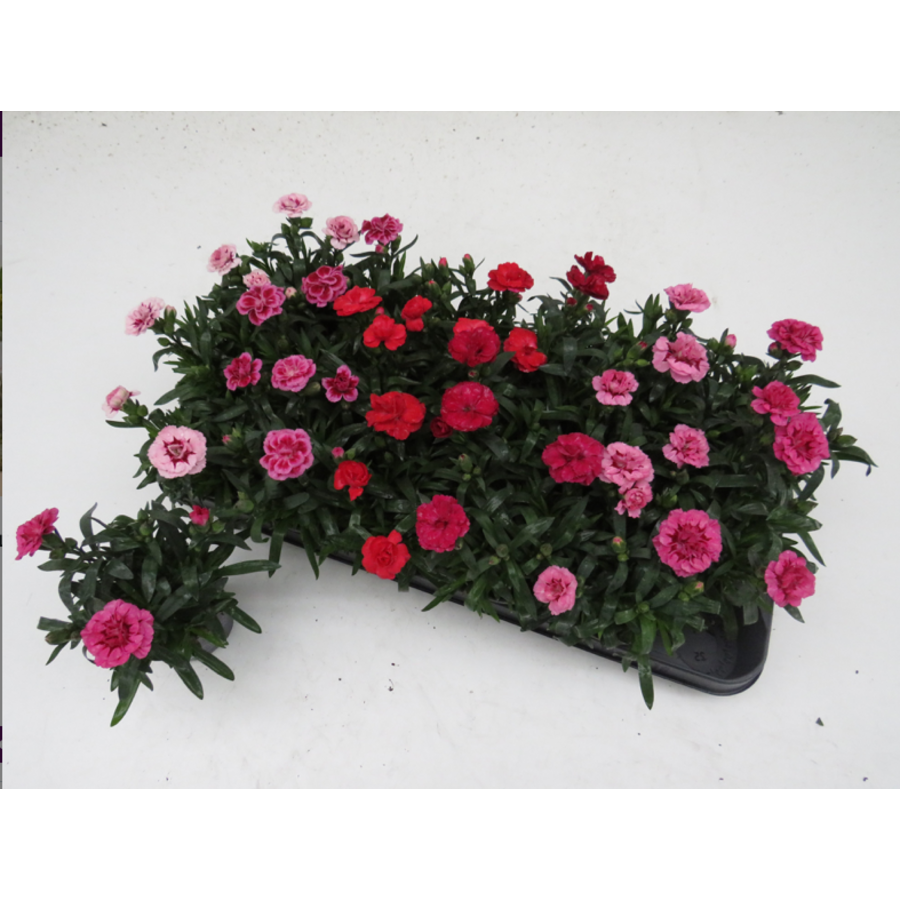 Anjer (Dianthus Oscar) | gemengde kleuren | 25 cm hoog | in 12 cm pot | verkoop per stuk