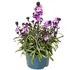 Erysimum linifolium | 20 cm hoog | 13 cm pot