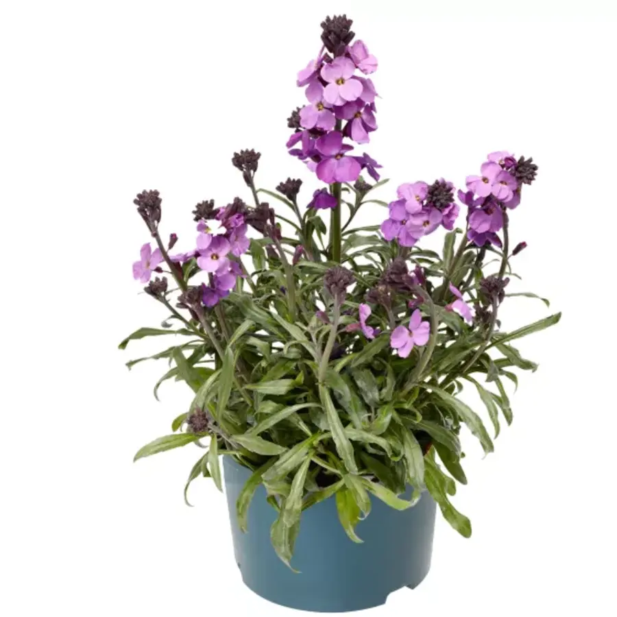 Erysimum linifolium (muurbloem) | 20 cm hoog | In 13 cm pot | Langbloeiende vaste plant