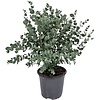 Eucalyptus gunnii | 35 cm hoog | 14 cm pot