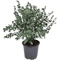 Eucalyptus gunnii (zilver eucalyptus) | 35 cm hoog | In 14 cm pot | Geurige kuipplant voor tuin en terras