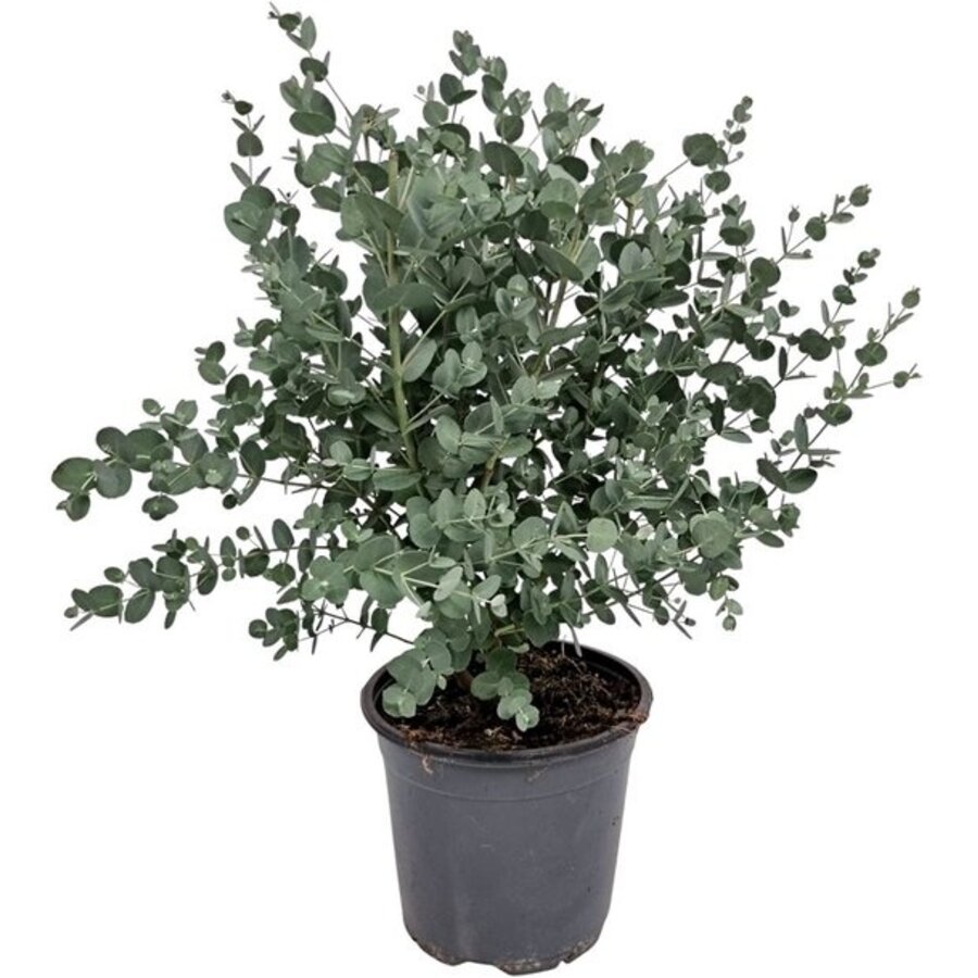Eucalyptus gunnii (zilver eucalyptus) | 35 cm hoog | In 14 cm pot | Geurige kuipplant voor tuin en terras
