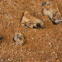 Golden Dragon Riverbed