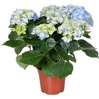 Hydrangea macrophylla 'Early Blue' (hortensia) | 35 cm hoog | In 13 cm pot | Vroege blauwe bloei voor tuin en terras