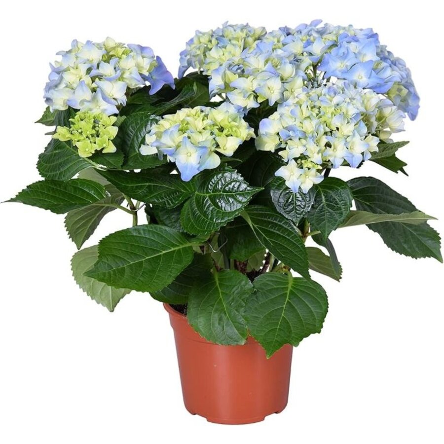 Hydrangea macrophylla 'Early Blue' | Hortensia | 28 cm hoog | 10 cm pot
