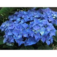 Hydrangea macrophylla 'Early Blue' (hortensia) | 35 cm hoog | In 13 cm pot | Vroege blauwe bloei voor tuin en terras