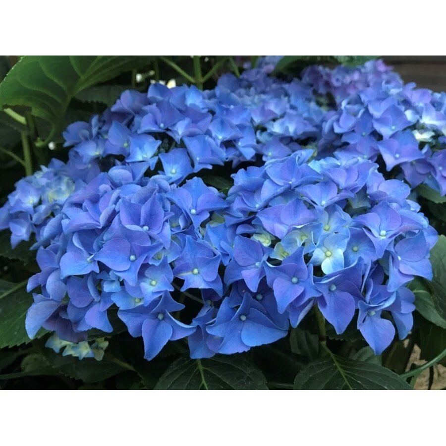 Hydrangea macrophylla 'Early Blue' (hortensia) | 35 cm hoog | In 13 cm pot | Vroege blauwe bloei voor tuin en terras