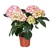 Hydrangea macrophylla 'Early rosa' | Hortensia | 35 cm hoog | 13 cm pot