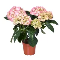 Hydrangea macrophylla 'Early rosa' (hortensia) | Roze bloei | 35 cm hoog | In 13 cm pot | Voor tuin, balkon en terras