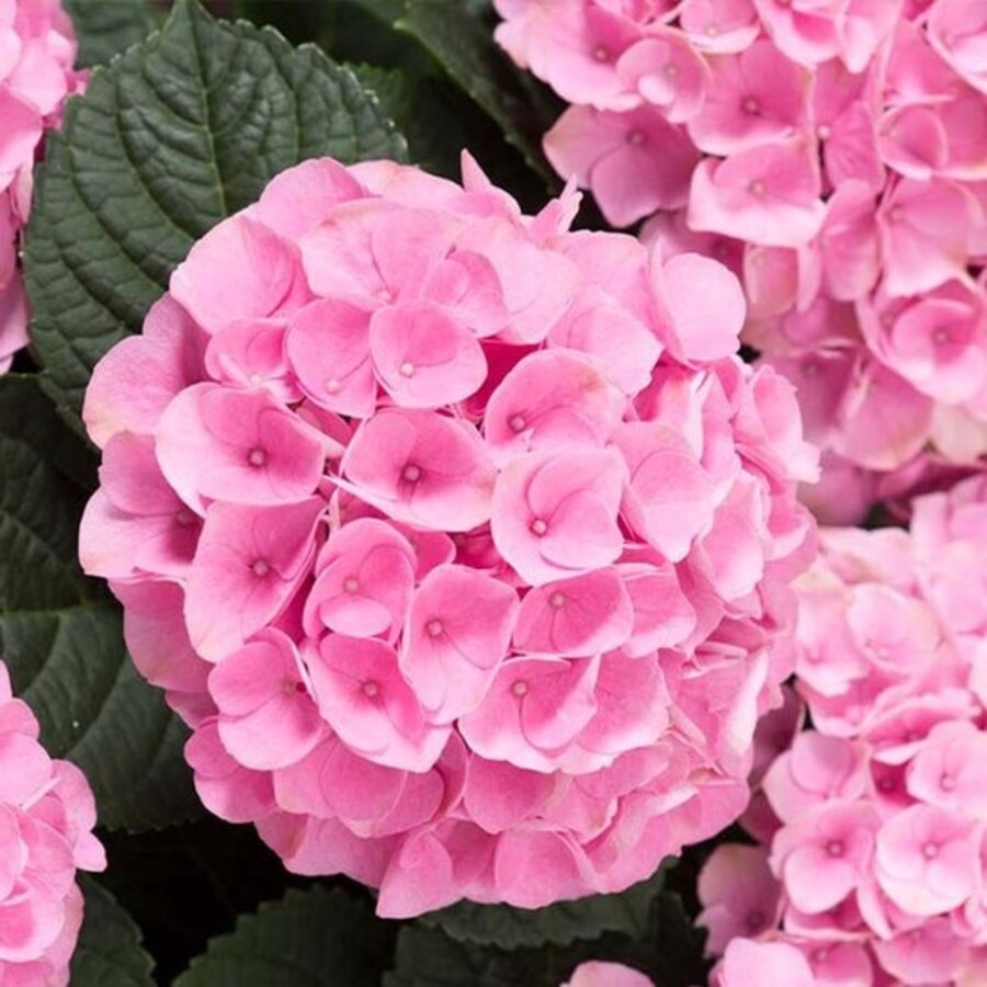 Hydrangea macrophylla 'Early rosa' (hortensia) | Roze bloei | 35 cm hoog | In 14 cm pot | Voor tuin, balkon en terras