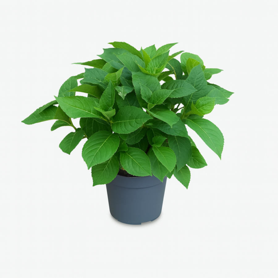 Hydrangea macrophylla 'Renate Steiniger' (hortensia) | 40 cm hoog | In 13 cm pot | Blauwe boerenhortensia