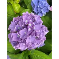 Hydrangea macrophylla 'Renate Steiniger' (hortensia) | 40 cm hoog | In 13 cm pot | Blauwe boerenhortensia