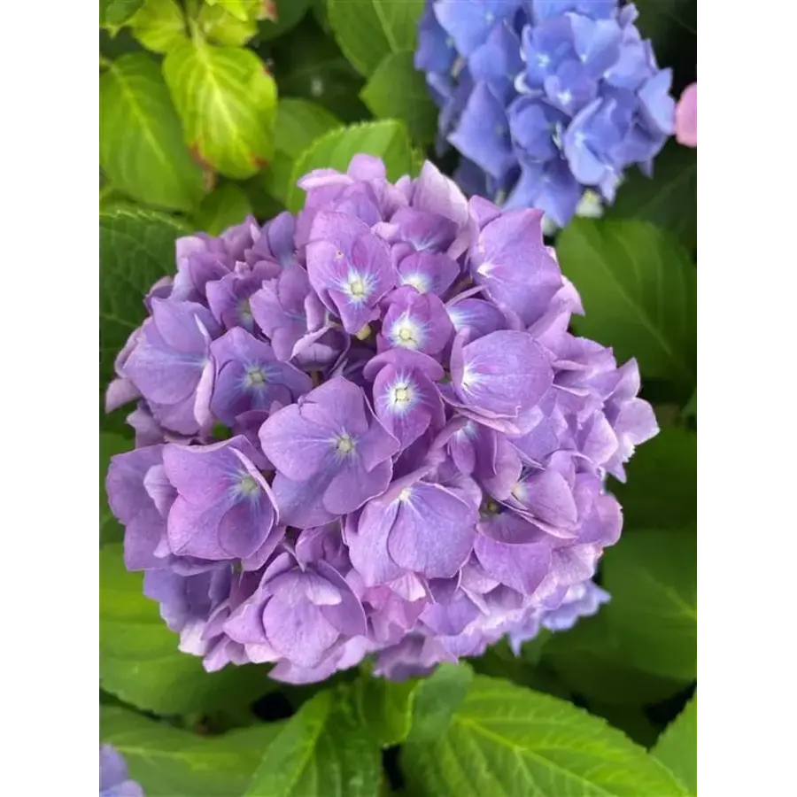 Hydrangea macrophylla 'Renate Steiniger' (hortensia) | 40 cm hoog | In 13 cm pot | Blauwe boerenhortensia