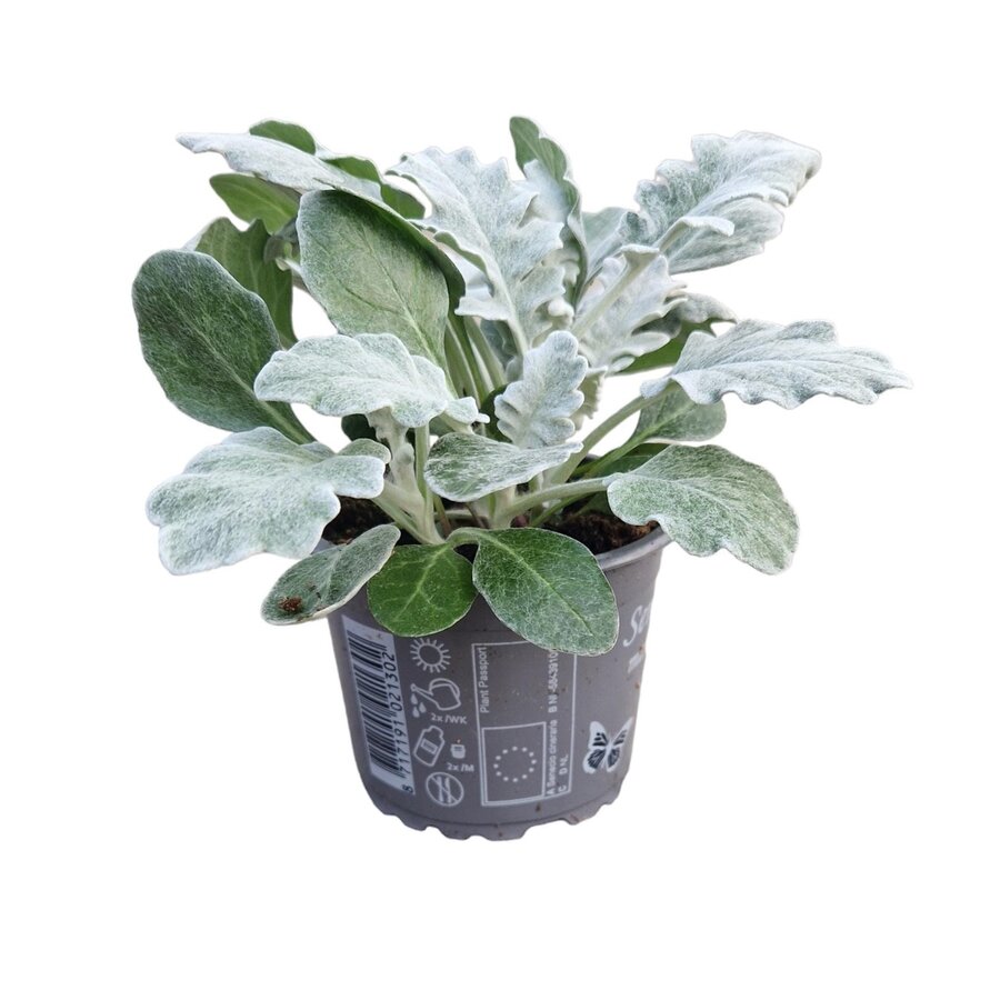 Jacobaea maritima (stofplant | zilverblad) | 13 cm hoog | In 10 cm pot | Sterke blikvanger voor border en pot