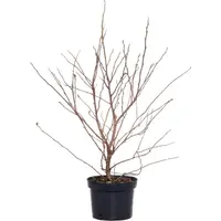 Magnolia stellata (stermagnolia) | 50 cm hoog | In 17 cm pot | Vroege bloei met witte sterrenbloemen