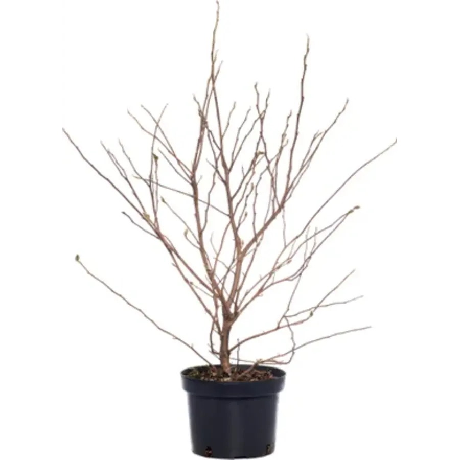 Magnolia stellata (stermagnolia) | 50 cm hoog | In 17 cm pot | Vroege bloei met witte sterrenbloemen