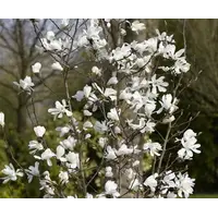 Magnolia stellata (stermagnolia) | 50 cm hoog | In 17 cm pot | Vroege bloei met witte sterrenbloemen