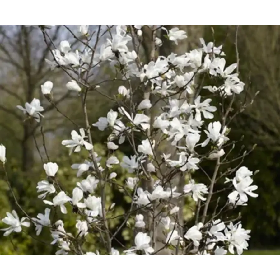 Magnolia stellata (stermagnolia) | 50 cm hoog | In 17 cm pot | Vroege bloei met witte sterrenbloemen