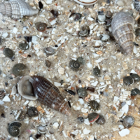 White Adder Riverbed