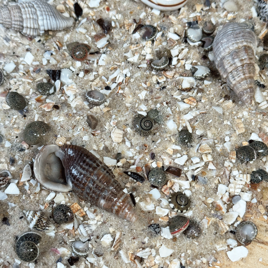 White Adder Riverbed